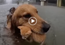 Golden Retriever Becomes Hero in Thailand Flood, Rescues Five Kittens to Safety